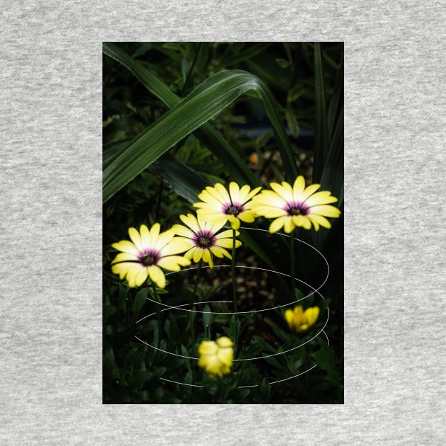 Yellow Cape Marguerite Daisy Geometric by Robtography